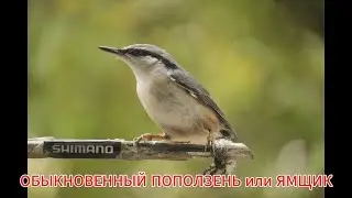 ОБЫКНОВЕННЫЙ ПОПОЛЗЕНЬ или ЯМЩИК (Sitta europaea)