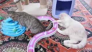 DSCN8740 Шотландские вислоухие котята. И отряд не заметил потери бойца.