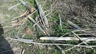 Тополь гигант. Обрезка 