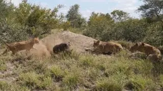 Warthogs Outsmart Pride Of Lions