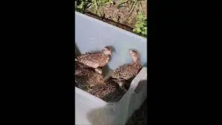 Pheasants being released into the wild