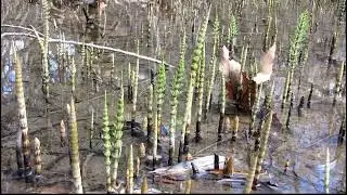 Equisetum telmateia at Reservoir Cyn SLO