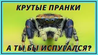 Крутые новые ПРАНКИ!) А ты бы испугался?
