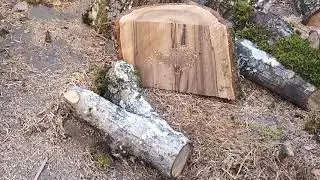 Pretty Little Walnut Crotch Wood Turning