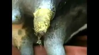 gangarenous mastitis