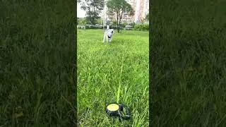 Хани рокерша