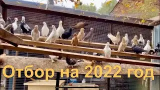 Бакинские голуби на 2022 год