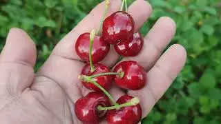 New!!! Cherry Sweet Airlie Panaro 1, частина ІІ. Огляд через тиждень, 28.05.2024