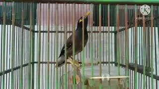 pancingan jalak nias asli pasti nyaut