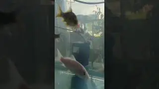 ikan apa aja nih yang ada di kolam?