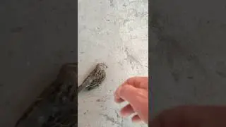Птички камикадзе