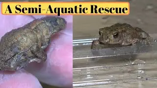 Tyrone The Toad, In Need Of Help