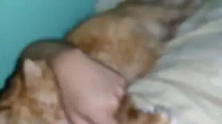 кот Фома