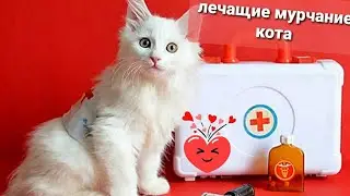 Лечащий звук мурлыканья кота# раслабся