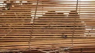 Four Little Baby Birds Chirping Away in Their Bamboo Blinds Home