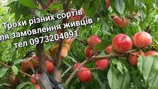 Ред Робін,Екстрім 413,Роял Маджестік,Калдезі 2000,Роял Глорі,Алі Топ.