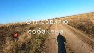 Поиски вальдшнепа.