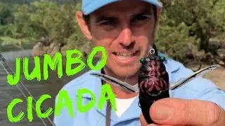 Tiemco Jumbo Cicada FULL REVIEW with fishing tips and Bass Action