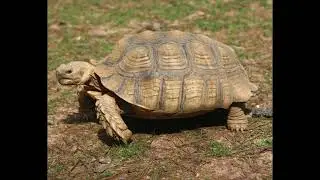 What Do You Think About This Animal? #97