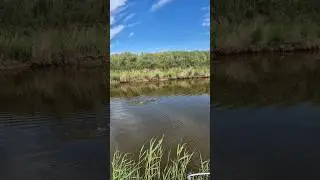 Не большой Карась