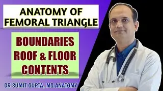 FEMORAL TRIANGLE : ANATOMY