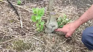 сорт яблони Пирос 2024г.