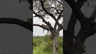 rest time guys #wildlife #hyena #elephant #kruger #animals #leopard #cheetah #bear #wolf #lion #deer