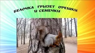 Белочка