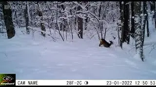 Воронежский заповедник