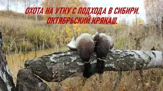 Stalking duck hunting in Siberia. October mallard.