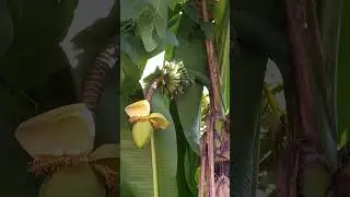 Бананы в живую