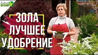 Лучшее удобрение ✔️ Как Использовать Золу В Саду 🍅 Советы от  Garden zoo интернет магазин