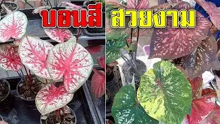 บอนสี สวยงาม | บอนสี สวยๆ | พาไปชม บอนสี หายาก ในงานพฤกษาตะวันออกปี 66
