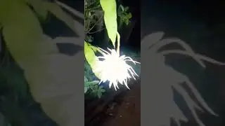 നിശാഗന്ധി/Nishagandhi /Brahma Kamal flower