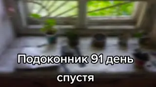 ЗАКРЫТИЕ ПРОЕКТ ПОДОКОННИК| 91 ДЕНЬ СПУСТЯ|