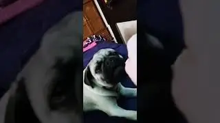 Dukky loves getting his baby teeth Brushed.