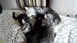 Кошка мейн-кун и взрослые котята