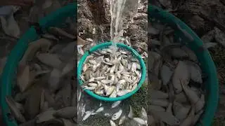 Rural life #fishing #fish #casting