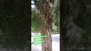 Плосковеточник восточный (Platycladus orientalis) #platicladus #orientalis