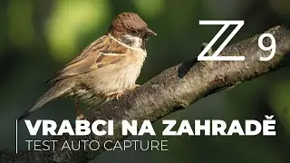 Vrabci na zahradě - test Nikon Z9 Auto Capture