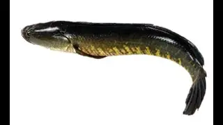 Very large black shoal fish