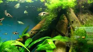 Радужницы и расборы.AVI