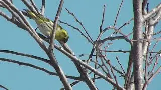 Ловля певчих птиц. ВНИМАНИЕ !!! РАБОТАЕМ ТАЙНИКОМ.