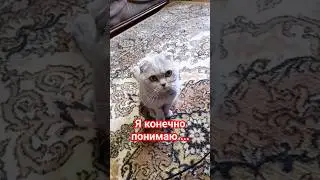 Я конечно понимаю ...🤣 