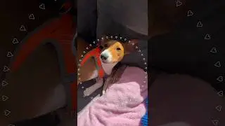 именно тебя😭💗💕🐶