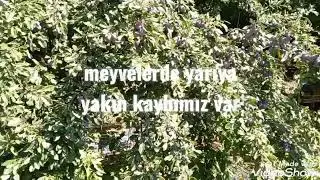 geri dönüşü olmayan zararlar hobi günlüğü - 203