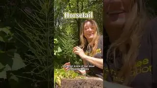 Benefits of Horsetail ⚠️ go easy on the tea as excessive consumption could lead to vit b deficiency