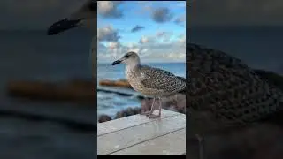 Калининград, стоит ли ехать отдыхать?