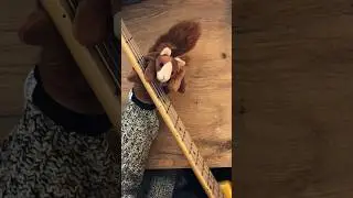 #basssquirrel plays Escape by Rupert Holmes. Original Bassline (probably) by Frank Gravis.