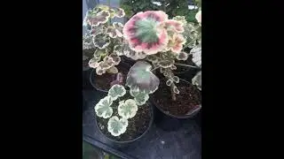 Пестролистные.... в преддверие обзора☺️🍁🌿